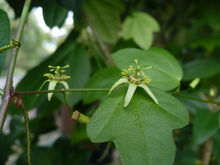 Load image into Gallery viewer, Corkystem Passion Flower Passiflora suberosa 20 Seeds