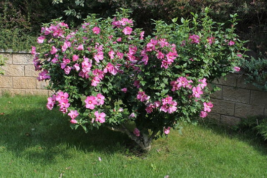 Rose of Sharon Hardy Hibiscus Hibiscus syriacus 2000 Seeds  USA Company