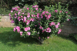 Rose of Sharon Hardy Hibiscus Hibiscus syriacus 2000 Seeds