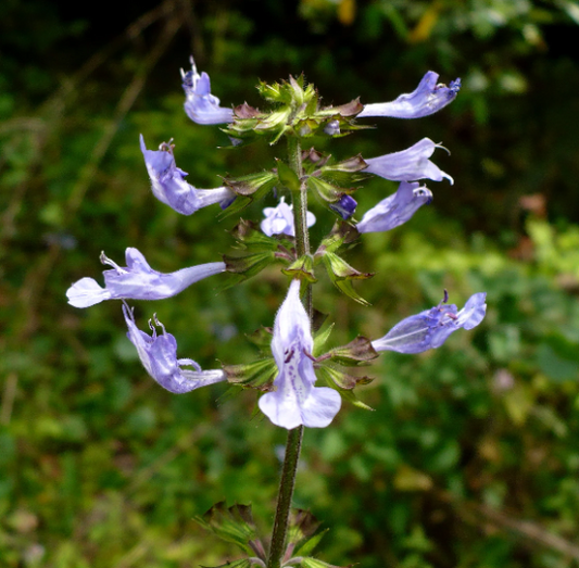 Lyre-Leaved Sage Salvia lyrata 20 Seeds   USA Company