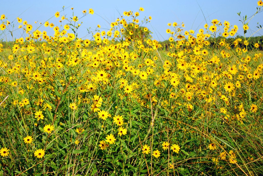 Swamp Sunflower Helianthus angustifolius 100 Seeds  USA Company