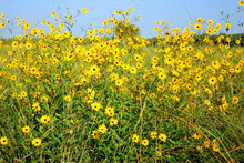 Load image into Gallery viewer, Swamp Sunflower Helianthus angustifolius 20 Seeds