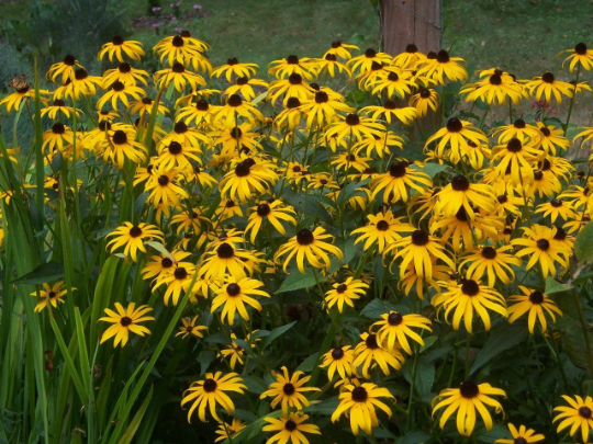 Black-Eyed Susan 1000 Seeds Rudbeckia hirta USA Company