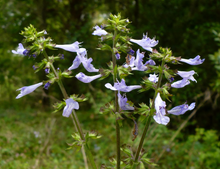 Load image into Gallery viewer, Lyre-Leaved Sage Salvia lyrata 20 Seeds