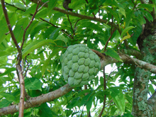 Load image into Gallery viewer, Sweetsop Sugar Apple Annona squamosa 20 Seeds