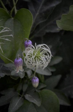 Load image into Gallery viewer, Netleaf Leather Flower Clematis reticulata 20 Seeds