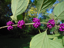 Load image into Gallery viewer, American Beautyberry Callicarpa americana 50 Seeds