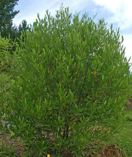 Hopbush Dodonaea viscosa 200 Seeds  USA Company
