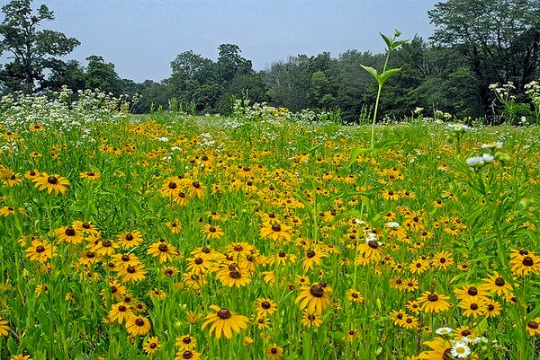 Black-Eyed Susan 1000 Seeds Rudbeckia hirta USA Company