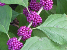 Load image into Gallery viewer, American Beautyberry Callicarpa americana 50 Seeds