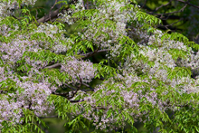 Load image into Gallery viewer, Chinaberry Tree Pride of India Melia azedarach 20 Seeds