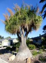 Load image into Gallery viewer, Ponytail Palm Beaucarnea recurvata Bulk 200 Seeds