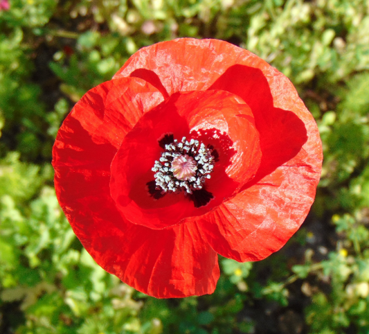 Field Poppy Papaver rhoeas 100 Seeds