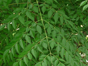 Chinaberry Tree Pride of India Melia azedarach 20 Seeds