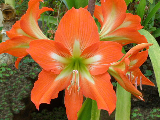 Amaryllis Seeds Striped Barbados Lily Hippeastrum striatum 20 Seeds  USA Company