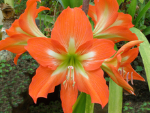 Load image into Gallery viewer, Amaryllis Striped Barbados Lily Hippeastrum striatum 20 Seeds