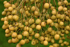 Chinaberry Tree Pride of India Melia azedarach 20 Seeds