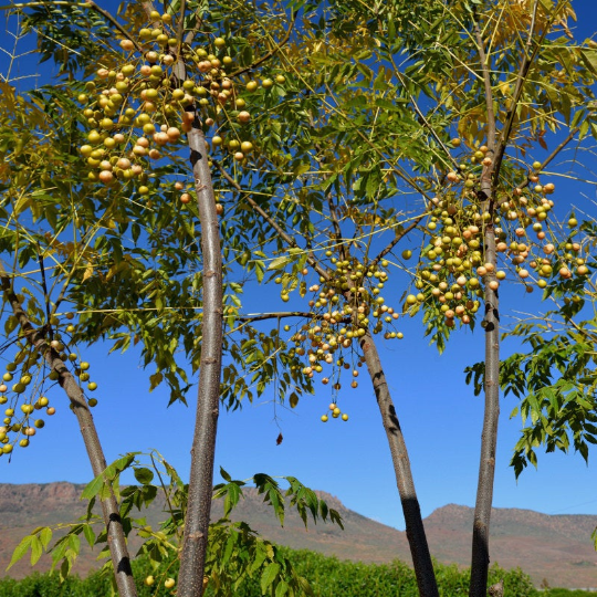 Chinaberry Tree Pride of India Melia azedarach 20 Seeds  USA Company