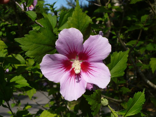 Rose of Sharon Hardy Hibiscus Hibiscus syriacus 2000 Seeds  USA Company