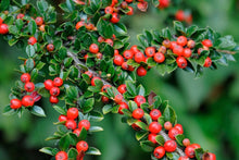 Load image into Gallery viewer, Rockspray Cotoneaster Cotoneaster horizontalis 20 Seeds