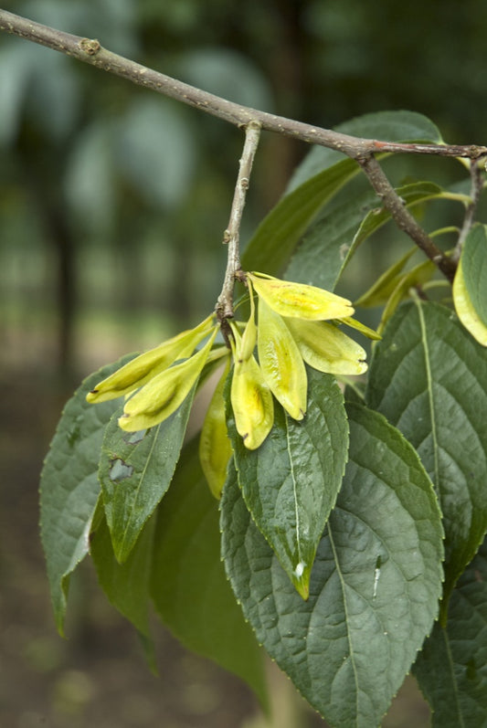Hardy Rubber Tree  20 Seeds  Eucommia ulmoides