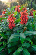 Load image into Gallery viewer, Red Ginger Hedychium rubrum 10 Seeds