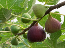 Load image into Gallery viewer, Common Fig Ficus carica 20 Seeds