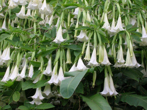 White Angel's Trumpet Brugmansia suaveolens 20 Seeds