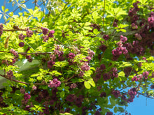 Load image into Gallery viewer, Chocolate Vine Akebia quinata 20 Seeds
