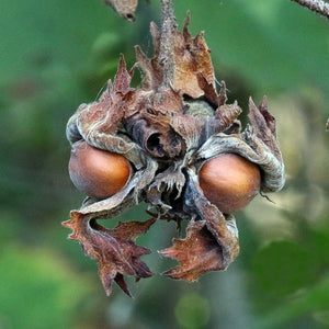 American Hazelnut  Filbert  10 Seeds  Corylus americana