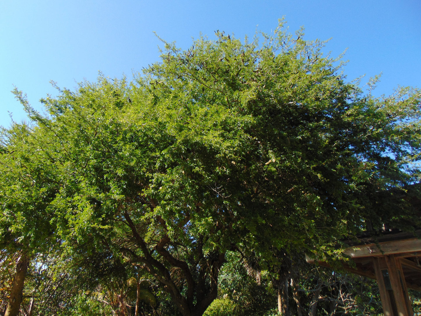 Texas Ebony Desert Tree 20 Seeds Pithecellobium