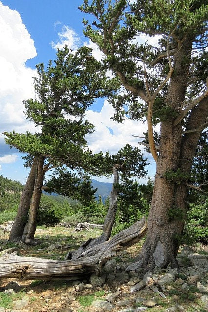 Rocky Mountain Bristlecone Pine Native Tree 20 Seeds Pinus  USA Company