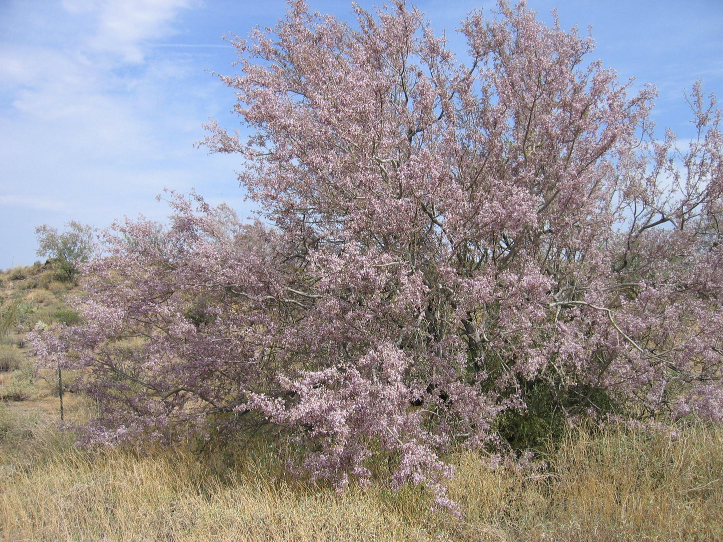 Desert Ironwood Olneya tesota  20 Seeds  USA Company