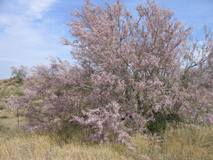 Desert Ironwood  Native Tree  20 Seeds  Olneya tesota