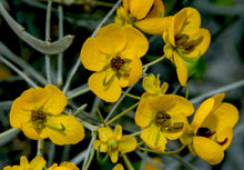 Load image into Gallery viewer, Silver Senna Desert Shrub  20 Seeds  Cassia phyllodinea