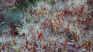 Silver Senna Desert Shrub  20 Seeds  Cassia phyllodinea