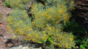 Silver Senna Desert Shrub  20 Seeds  Cassia phyllodinea