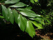 Load image into Gallery viewer, Carolina Buckthorn  Native Tree  20 Seeds  Rhamnus caroliniana