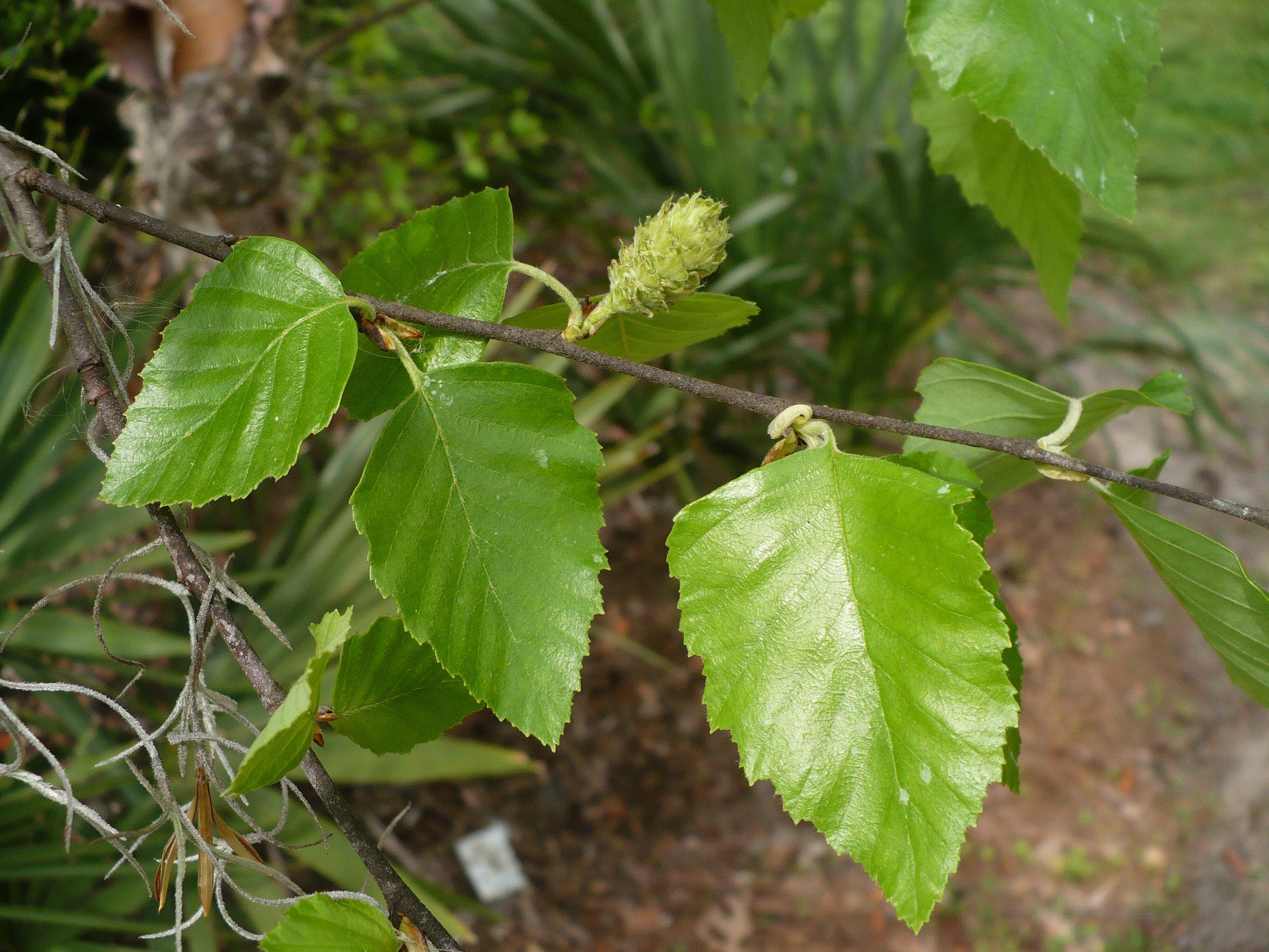 Tong betula clearance jordan