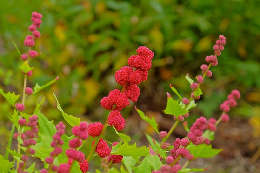 Strawberry Spinach  100 Seeds  Chenopodium capitatum