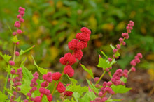 Load image into Gallery viewer, Strawberry Spinach  20 Seeds  Chenopodium capitatum