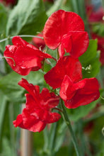 Load image into Gallery viewer, Sweet Pea  Royal Scarlet  20 Seeds  Lathyrus odoratus