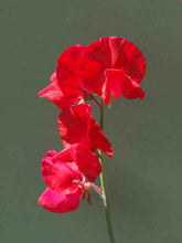 Load image into Gallery viewer, Sweet Pea  Royal Scarlet  20 Seeds  Lathyrus odoratus