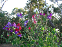 Load image into Gallery viewer, Sweet Pea  Royal Mix  20 Seeds  Lathyrus odoratus