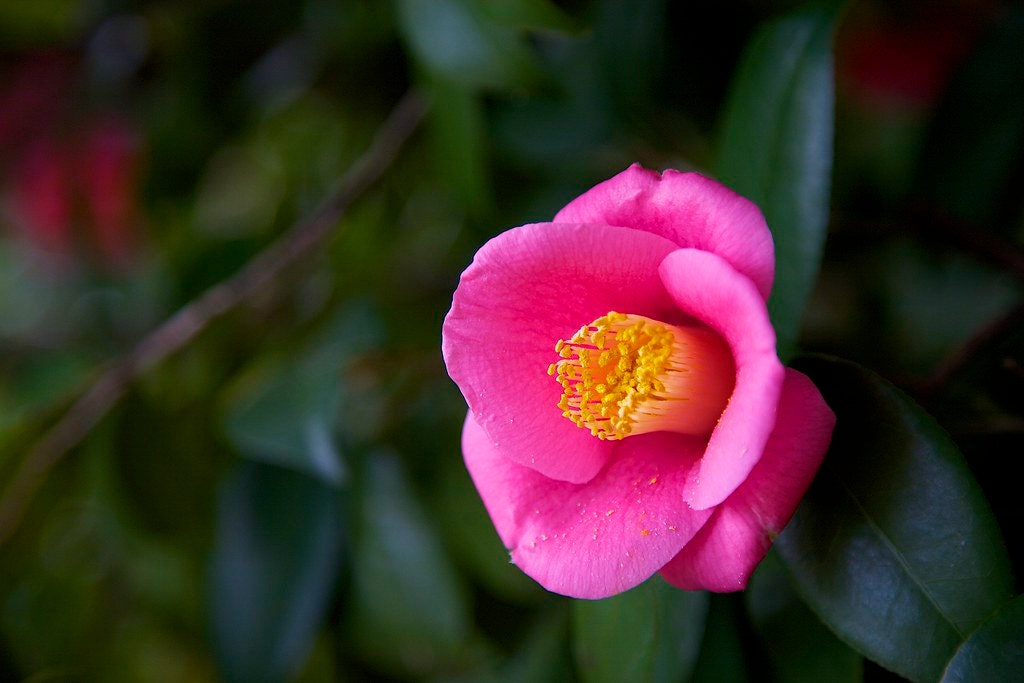 Japanese Camellia 5 Seeds Camelia japonica  USA Company