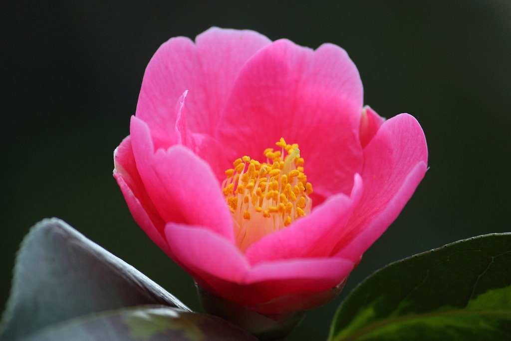 Japanese Camellia 5 Seeds Camelia japonica  USA Company