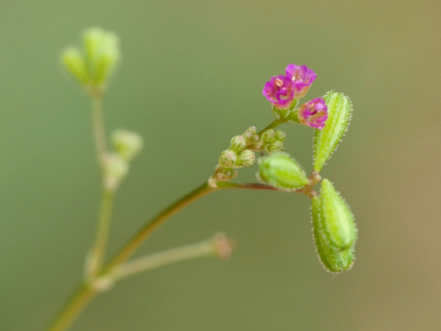 Punarnava  20 Seeds  Red Spiderling  Boerhavia diffusa  USA Company