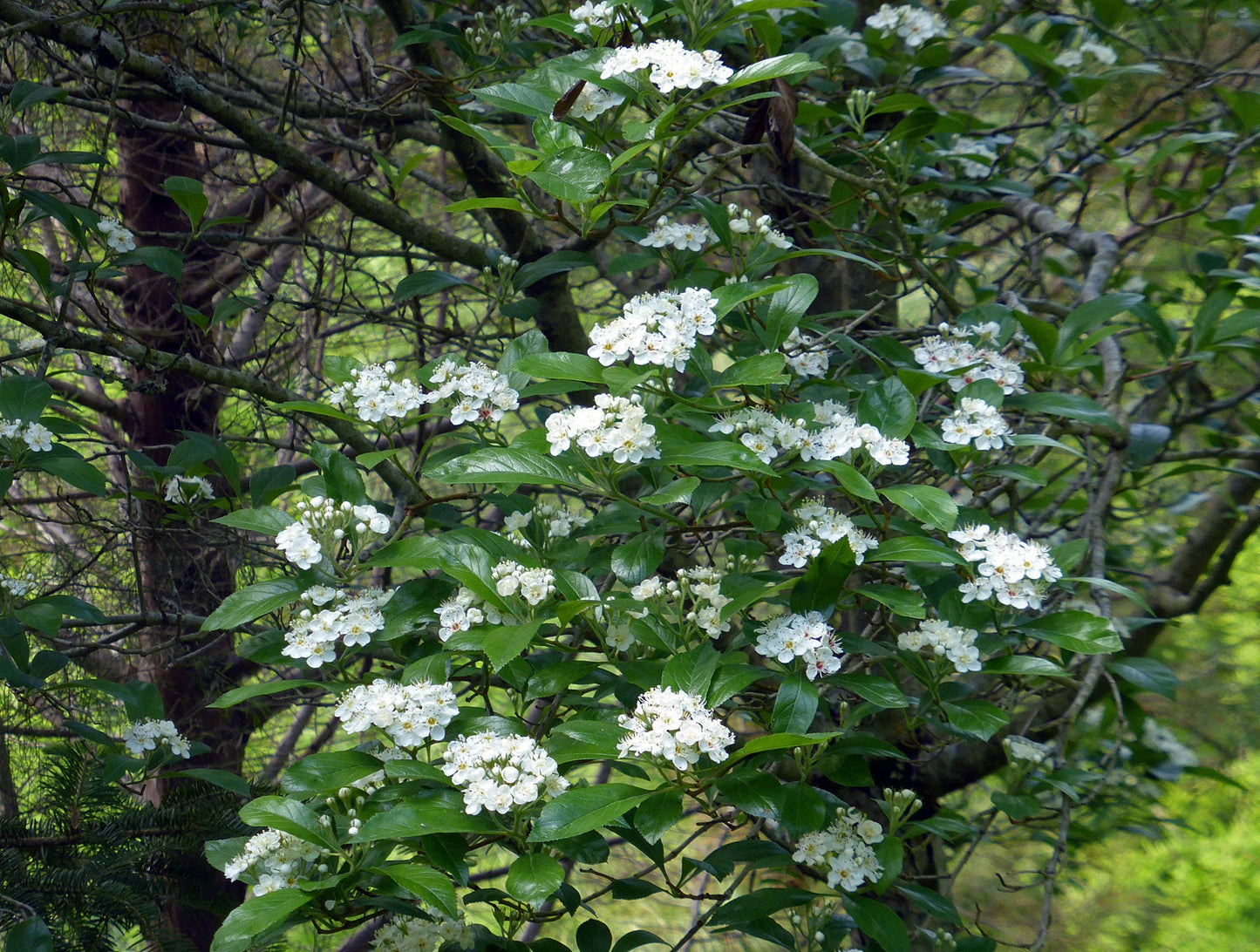 Dotted Hawthorn Flowering Tree 20 Seeds Crataegus punctata  USA Company