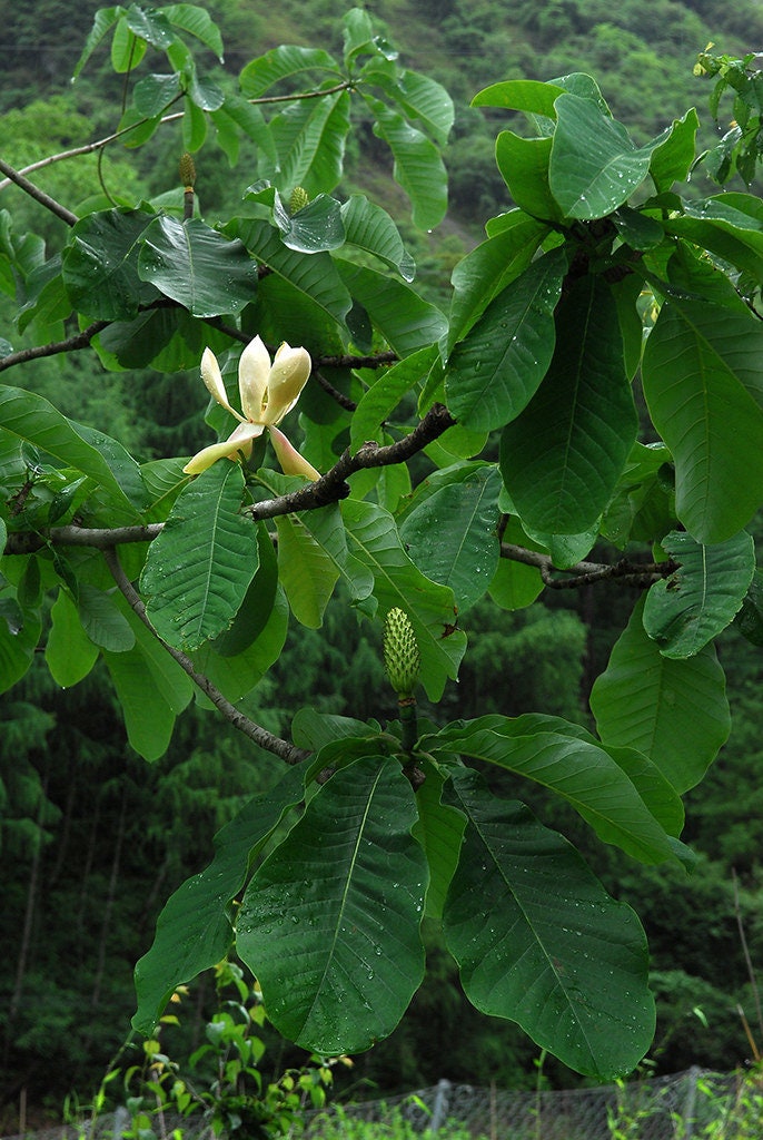 Houpa Magnolia 10 Seeds Magnolia officinalis  USA Company