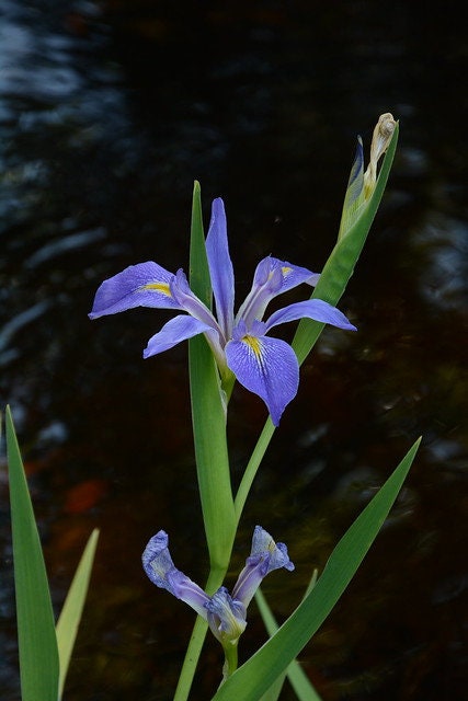 Savanna Iris Native Wildflower 20 Seeds Iris savannarum  USA Company